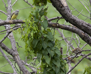 Western Kingbird